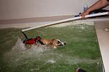 PISCINE A JET - WHIPPET 045